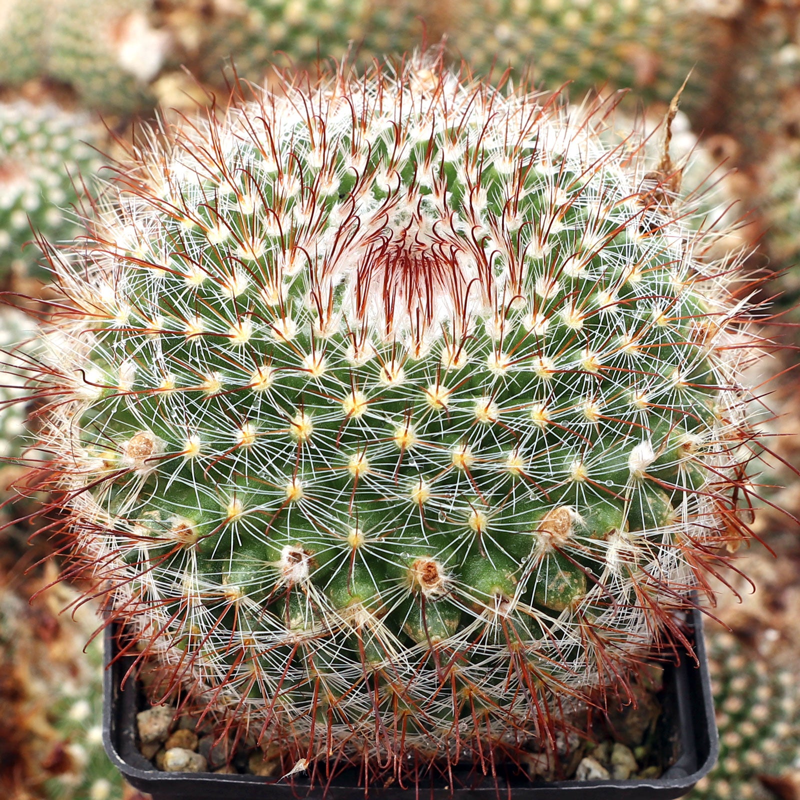 Parodia mueller-melchersii - 10 Semi – Alta Germinabilità, Varietà Selezionata, Non-GMO