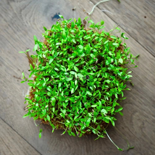 Prezzemolo Riccio – 10 Semi, Decorativo, Cucina, Vaso, Facile da Coltivare, Alta Germinabilità, Non-GMO