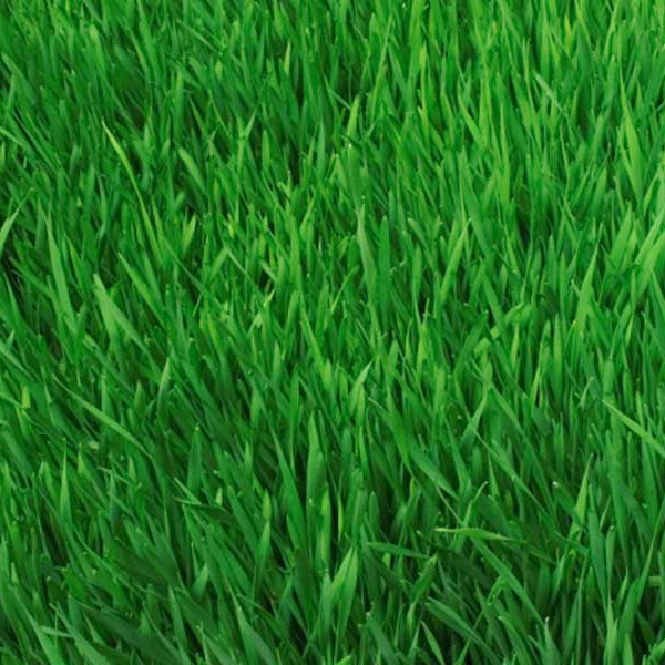 Semi di Paspalum Notatum per Prato - 10.000 semi - Ideale per climi caldi, prato resistente al calpestio e alla siccità.