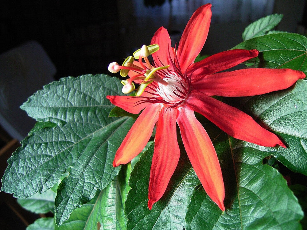 Passiflora Vitifolia – 10 Semi – Fiore Tropicale Rosso Intenso, Alta Germinabilità, Ideale per Pergole e Gazebo, Non-GMO - Botanis - Vendita semi online di piante rare