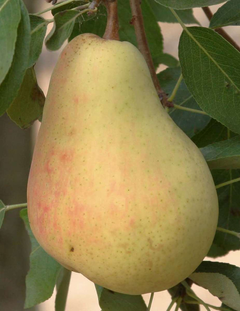 Morettini Early Butirra Pear – 10 Seeds, Yellow and Red Skin, Sweet, Ripens in August, Easy to Grow, Non-GMO