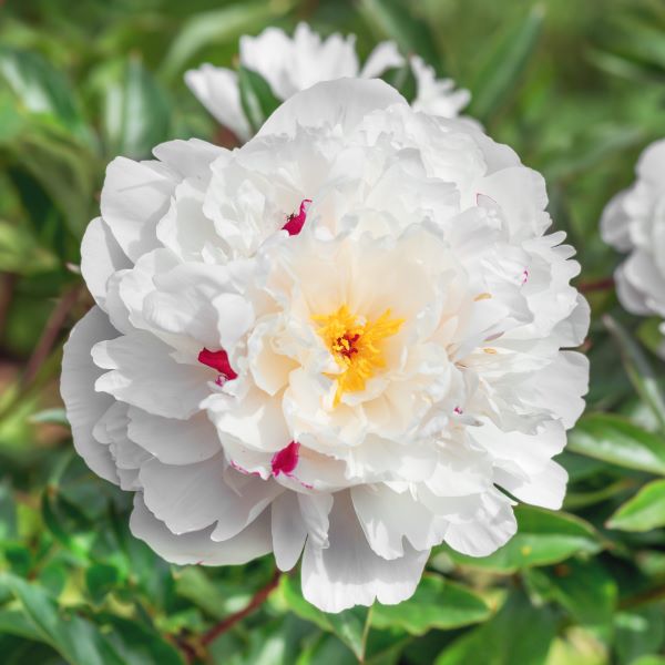 Peonia Biancaneve – 5 Semi – Fiore Bianco Puro, Delicato, Ideale per Giardino Romantico
