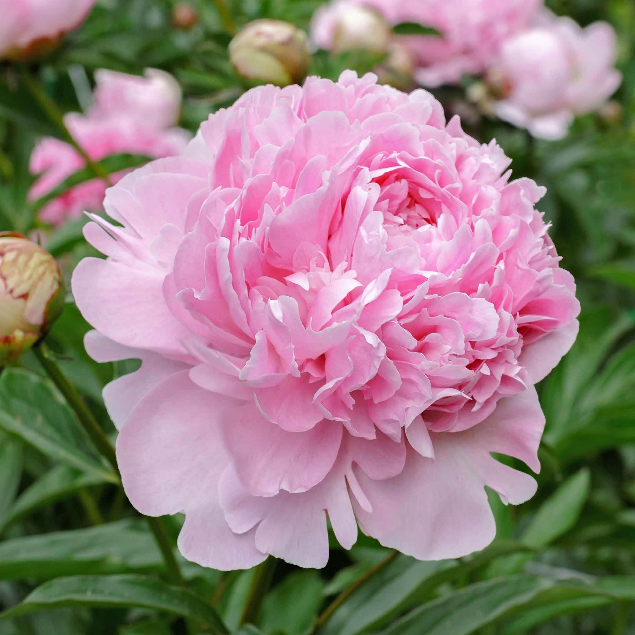 Peonia Berry Garcia – 5 Semi – Fiore Unico, Colore Intenso, Ideale per Giardino Ornamentale