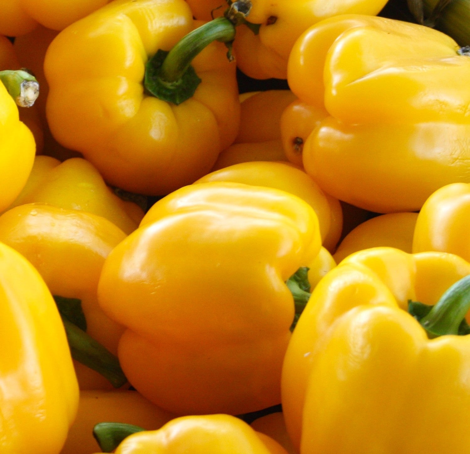 Pepe Quadrato Giallo Asti – 25 Semi – Peperone Giallo, Quadrato, Dolce, Ideale per Insalate e Sottaceti