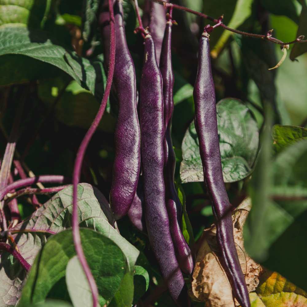 Fagiolo Viola Purple Teepee – 30 Semi – Raro, Gigante, Alta Germinabilità, Baccelli Viola, Sapore Dolce, Non-GMO