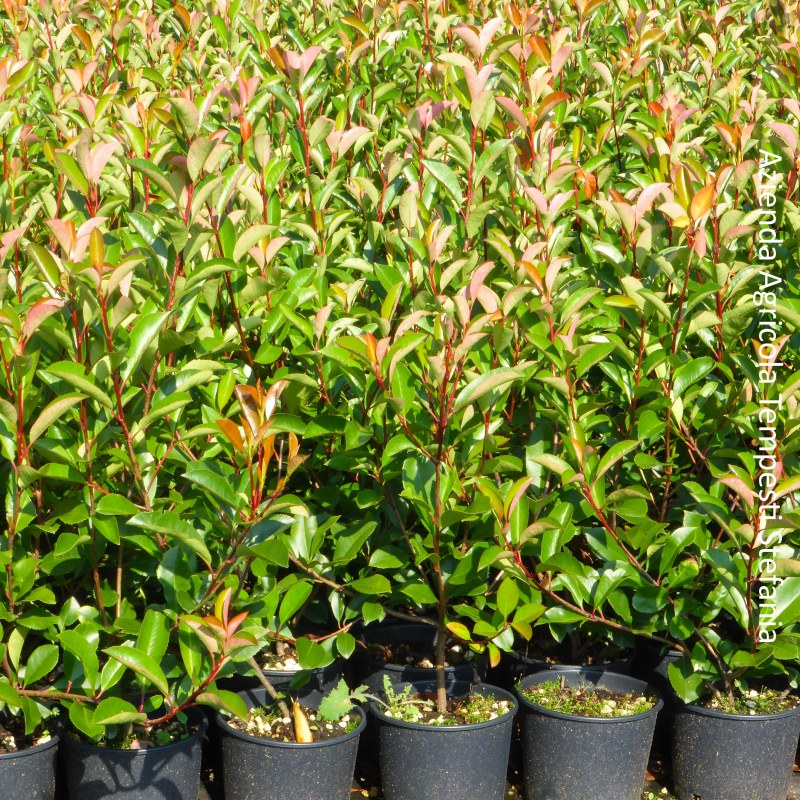 Adenocarpus Telonensis – 10 Semi, Resistente, Siepe fiorita, Facile da Coltivare, Alta Germinabilità, Non-GMO