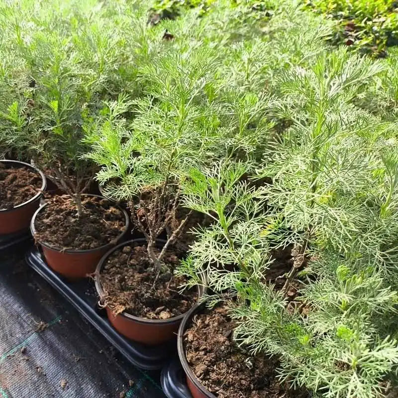 Abrotano Femmina – 10 Semi, Mediterraneo, Giallo, Giardino, Facile da Coltivare, Alta Germinabilità, Non-GMO