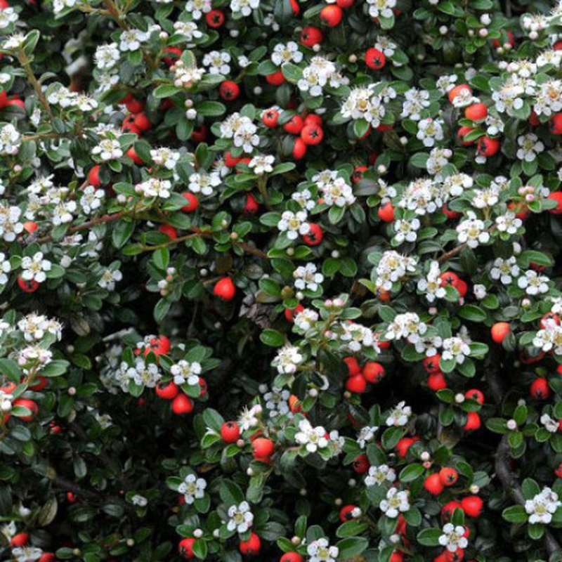 Cotoneaster Salicifoglio – 10 Semi, Bacche Rosse, Giardino, Facile da Coltivare, Alta Germinabilità, Non-GMO