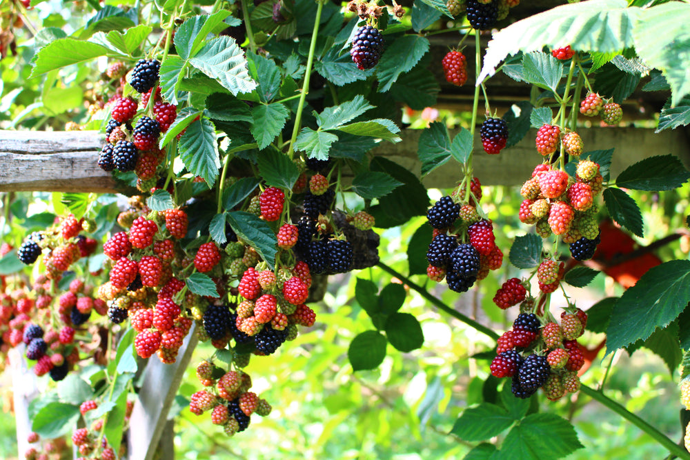 Rovo Selvatico – 10 Semi, Mora, Frutti, Siepe, Facile da Coltivare, Alta Germinabilità, Non-GMO