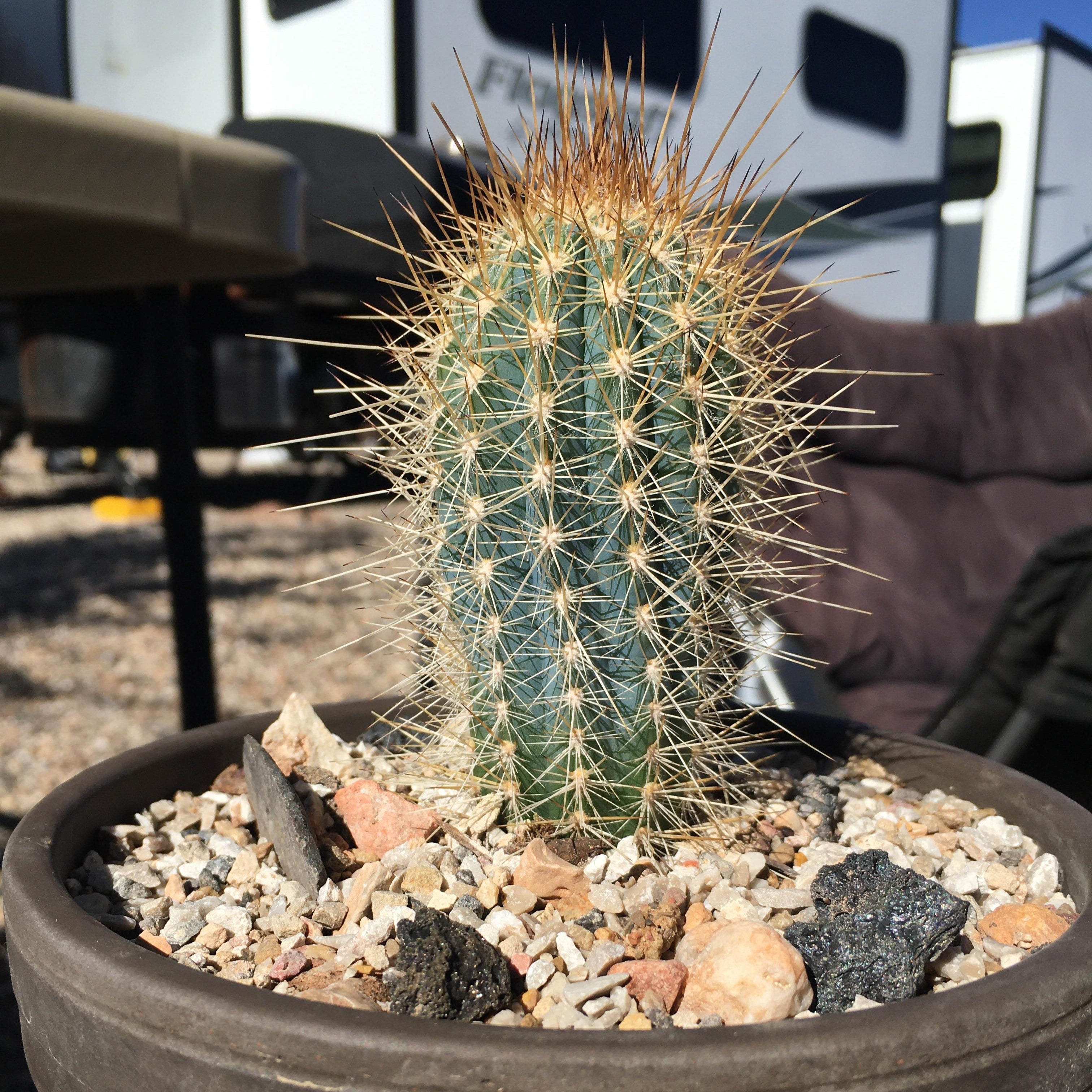 Trichocereus undulosus - 10 Semi – Alta Germinabilità, Varietà Selezionata, Non-GMO