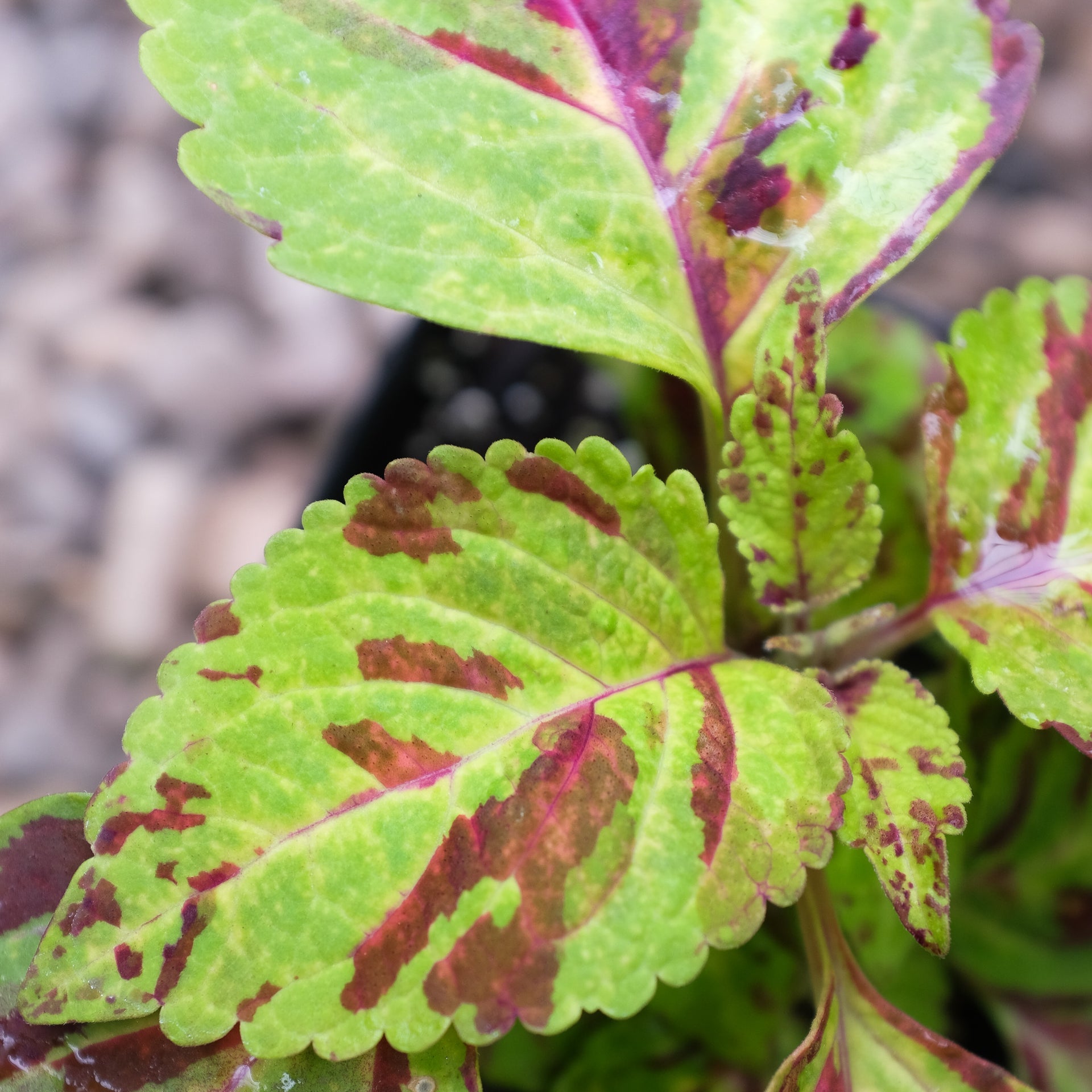 Plectranthus Wizard Mix – 100 Semi, Mix Colori, Foglie Decorative, Vaso, Facile da Coltivare, Alta Germinabilità, Non-GMO