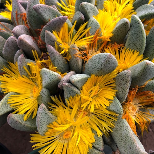 Pleiospilos - 10 Semi – Alta Germinabilità, Varietà Selezionata, Non-GMO