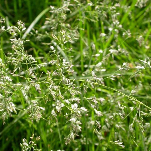 Semi di Poa Pratensis per Prato - 10.000 semi - Prato denso e resistente, colore verde intenso, alta qualità.
