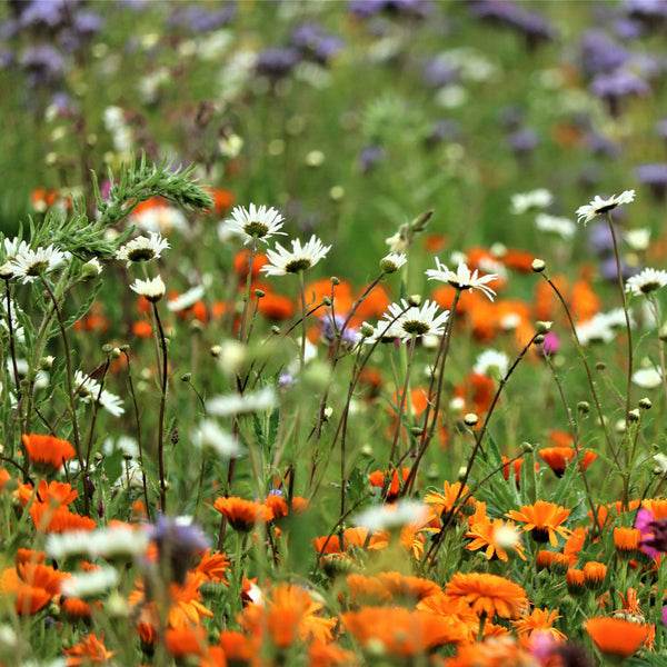 Semi di Prato con Fiori Alti IPG - 100 semi - Miscela Floreale per Giardino, Attira Api e Farfalle, Sostenibile e Decorativo