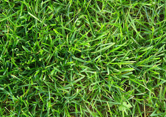 Loietto Perenne - 800 Semi, Classico, Calpestabile, Tappeti, Facile da Coltivare, Alta Germinabilità, Non-GMO