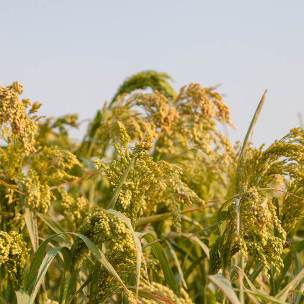 Panico Giallo – 10 Grammi – Panicum Miliaceum, Cereale, Ideale per Uccelli e Piccole Semine, Facile Coltivazione, Non-GMO