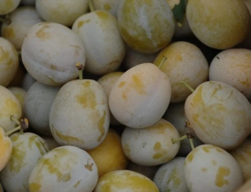 Susino Regina Claudia Gialla – 10 Semi, Giallo Oro, Molto Aromatico e Dolce, Maturazione Agosto, Facile da Coltivare, Non-GMO