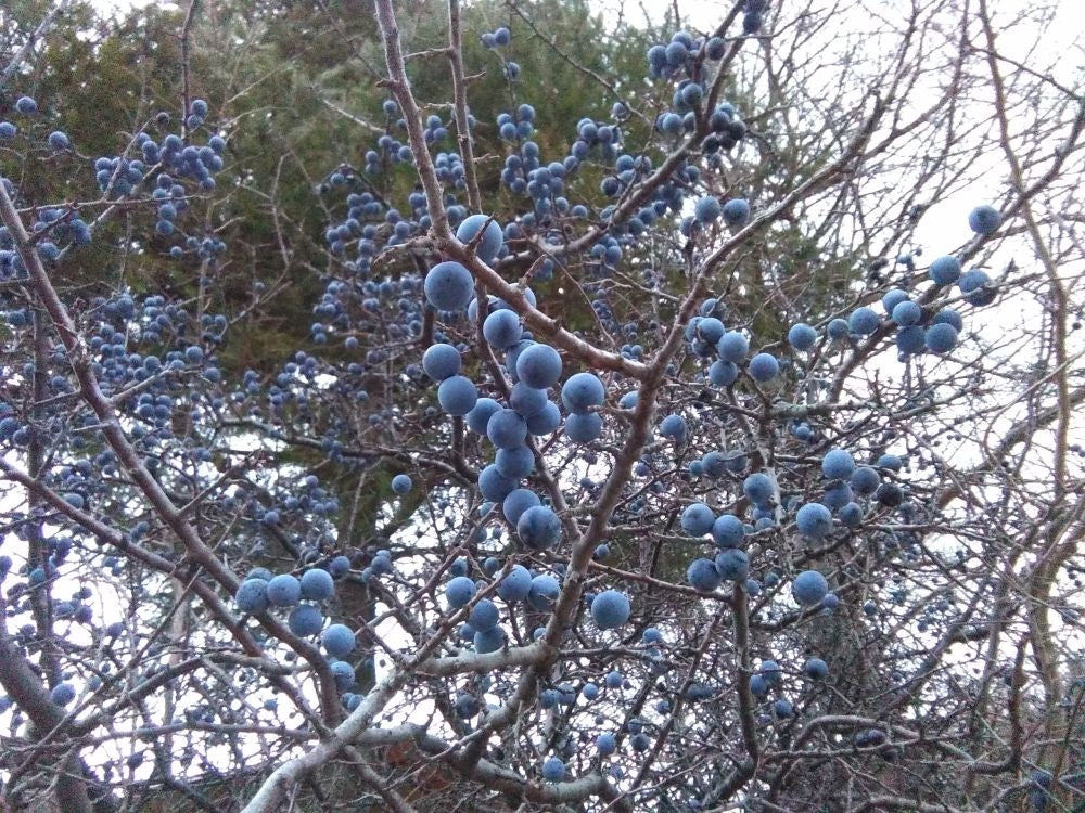 Prunus Spinosa – 30 Semi – Pruno Selvatico, Bacche per Marmellate, Ideale per Siepi e Giardini Rustici