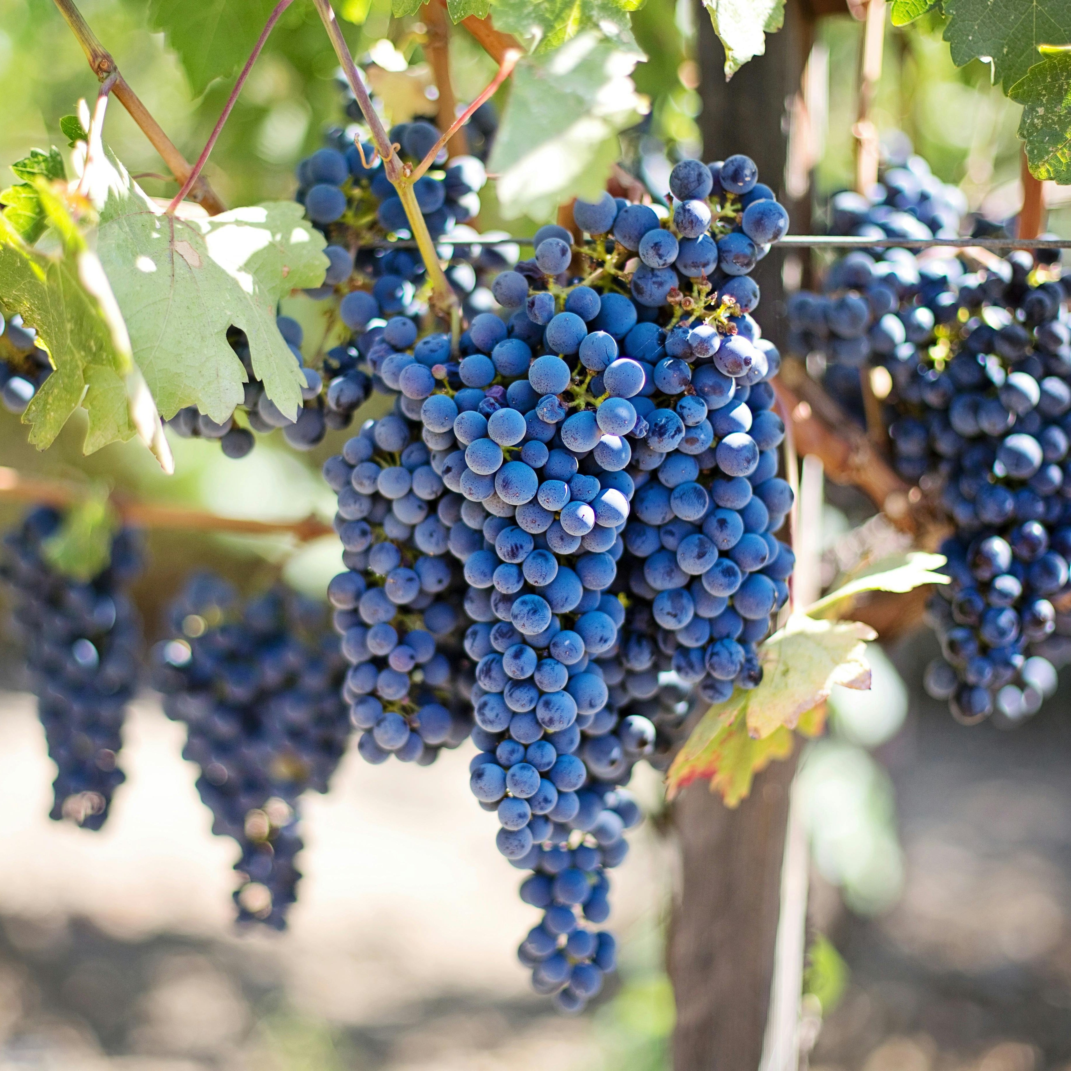 Semi di Merlot - 10 semi - Uva da Vino Rosso Non OGM, Sementi per la Coltivazione della Vite in Giardino, Semi Italiani ad Alta Germinazione