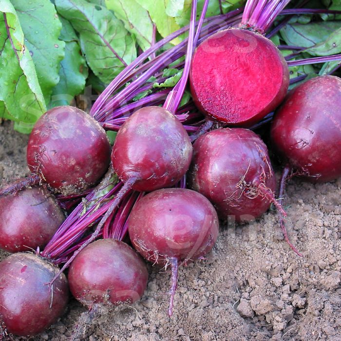 10 Semi di Barbabietola Cilindrica Rossa - Semi Freschi, Alta Germinabilità, No-GMO