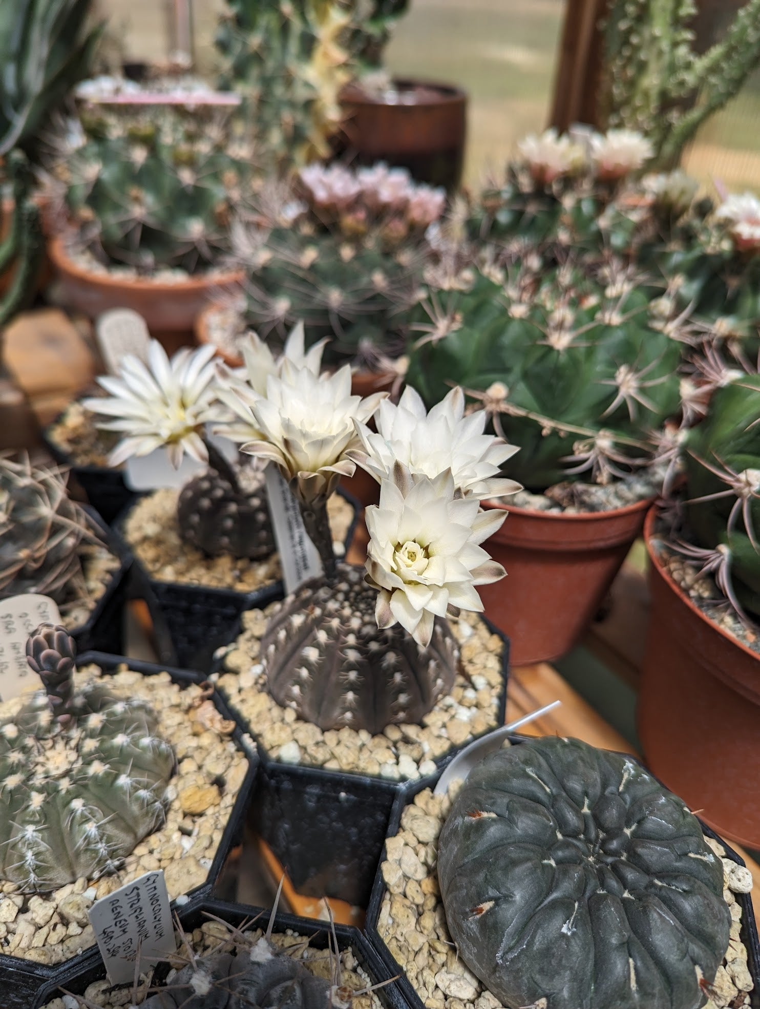 Gymnocalycium ragonesei - 10 Semi – Alta Germinabilità, Varietà Selezionata, Non-GMO