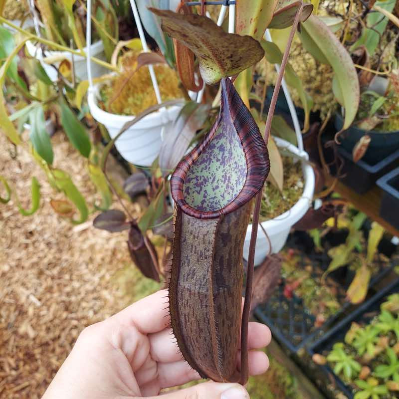 Nepenthes Ramispina – 10 Semi – Pianta Carnivora, Urne Sottili, Rara, Ideale per Terrari