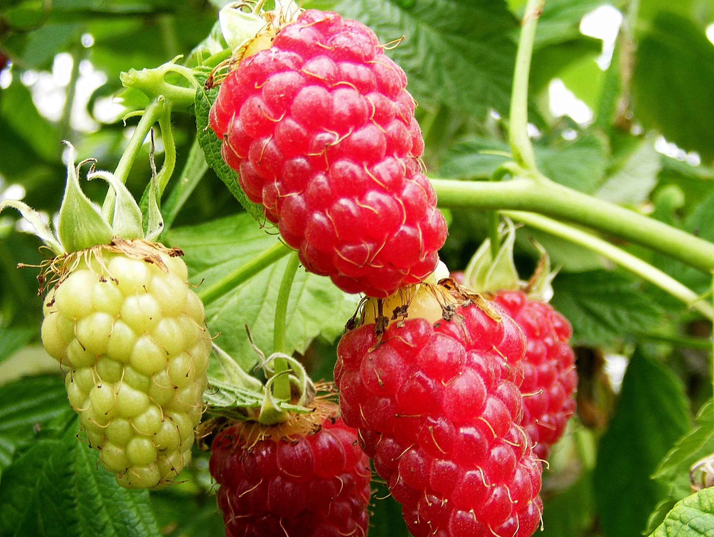 10 Semi di Lampone Tulameen Rubus idaeus Tulameen – Semi Freschi, Alta Germinabilità, No-GMO