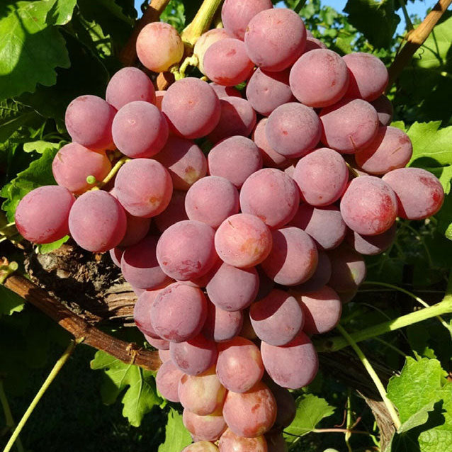 Semi di Uva da Tavola Red Globe - 10 semi - Sementi per Frutta Fresca Gigante, Coltivazione Facile in Giardino, Semi Non OGM per Pergola