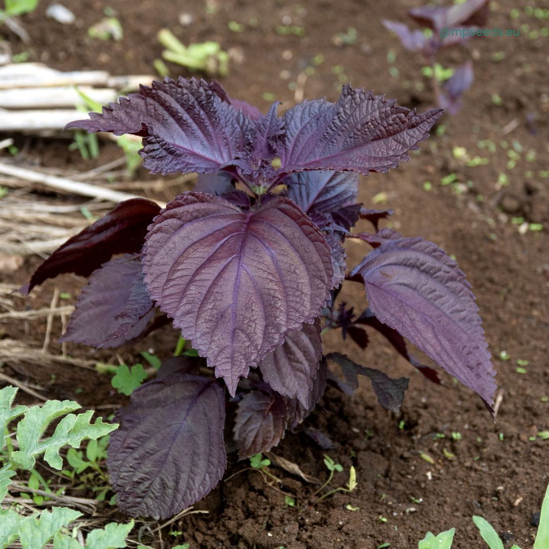 Shiso – 30 Semi – Foglie Aromatiche, Rosse o Verdi, Usate Cucina Asiatica, Decorazione.
