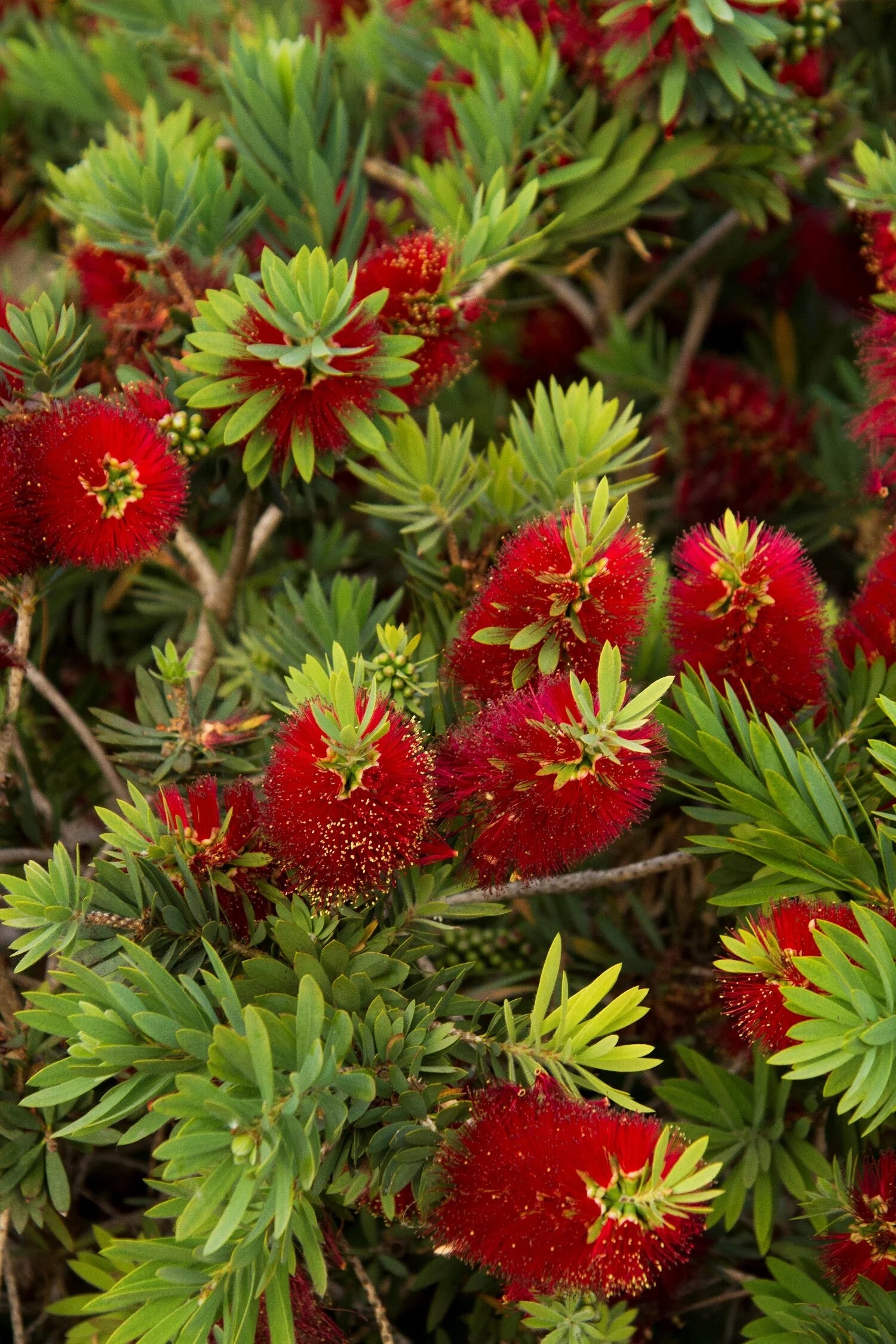Callistemon Little John – 10 Semi, Nano, Foglie Grigio-Verdi, Bordure, Facile da Coltivare, Alta Germinabilità, Non-GMO