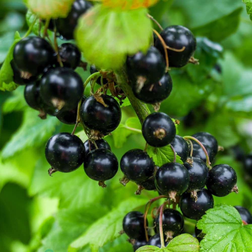 Ribes Nero – 25 Semi – Ribes Nigrum, Bacche Nere Acide, Ideale per Marmellate e Succhi, Ricco di Vitamine, Resistente al Freddo