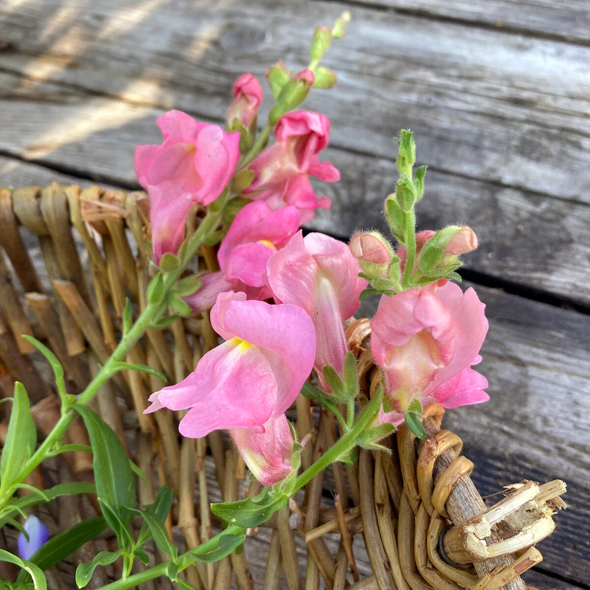 Bocca di Leone The Rose – 30 Semi, Rosa Puro, Classico, Fiori Recisi, Facile da Coltivare, Alta Germinabilità, Non-GMO