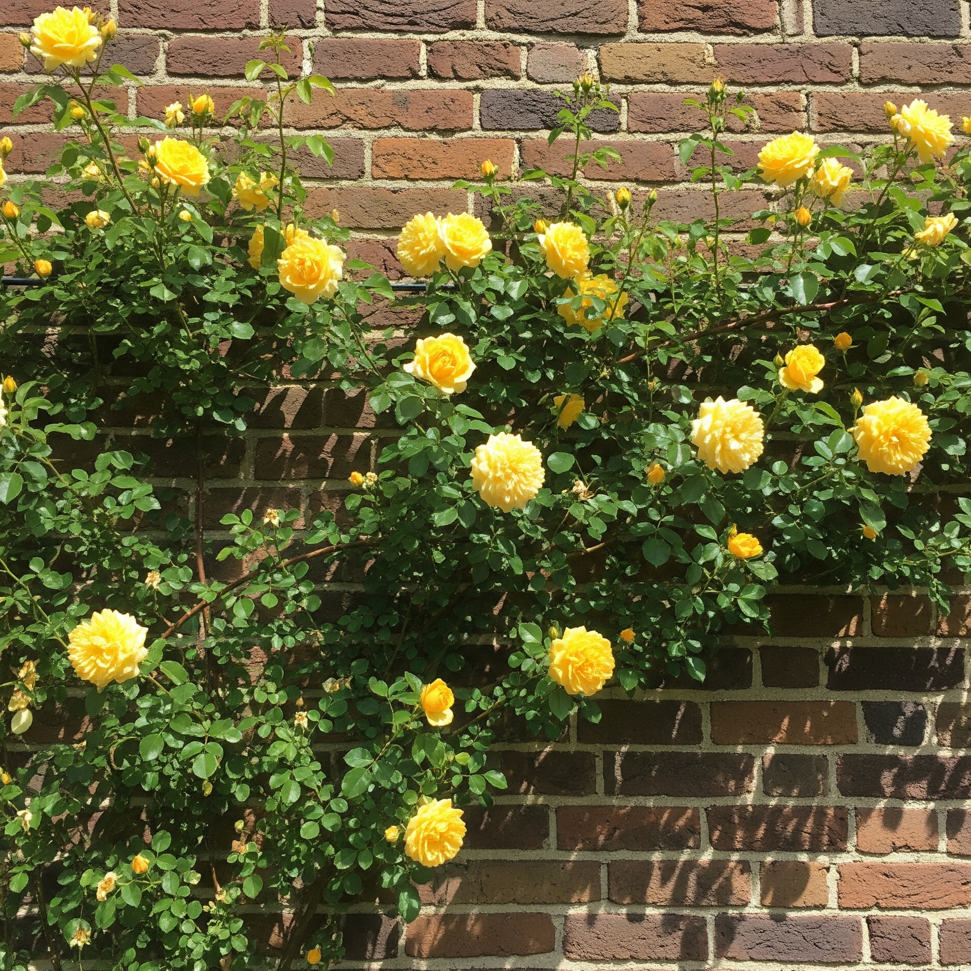 rosa rampicante gialla