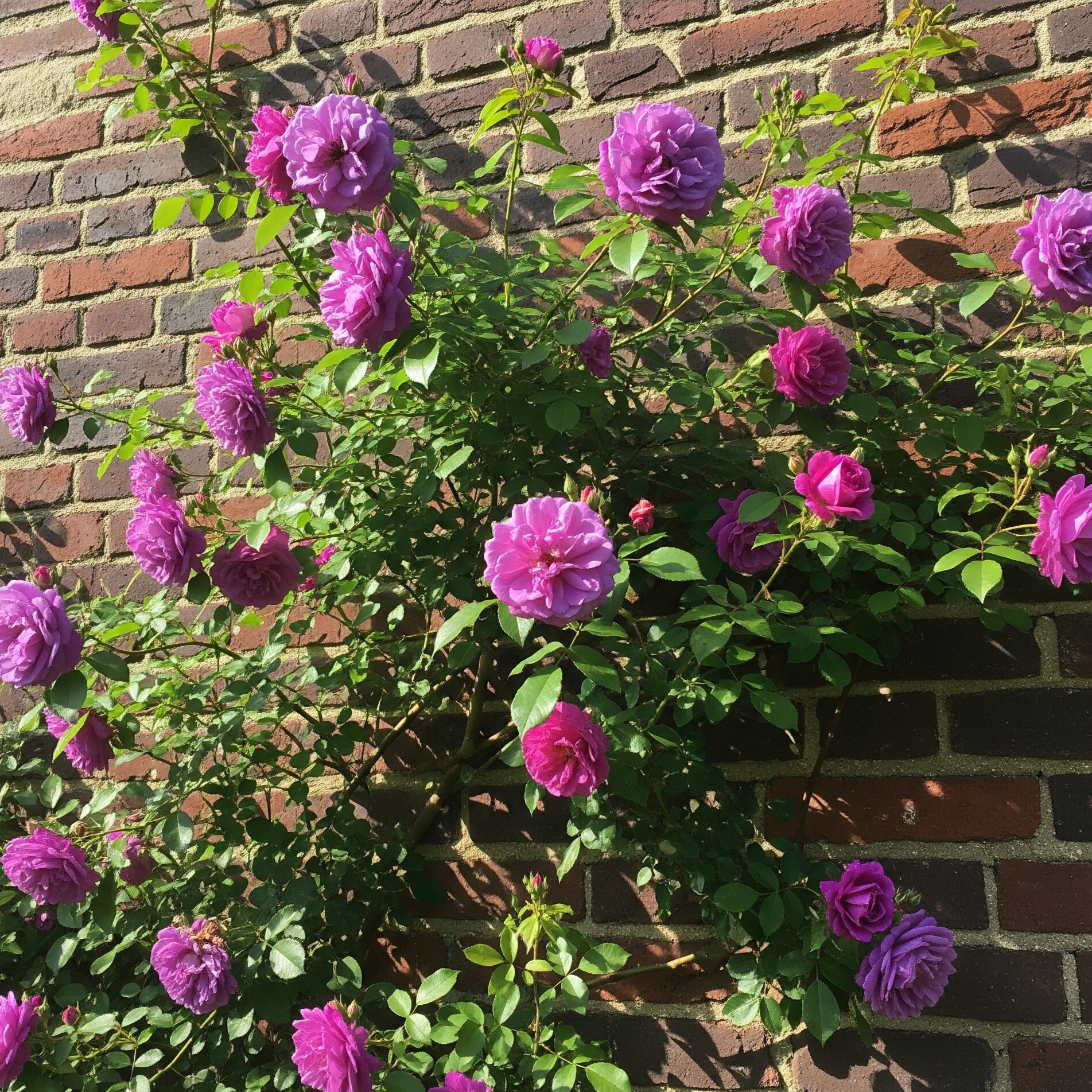 rosa rampicante viola