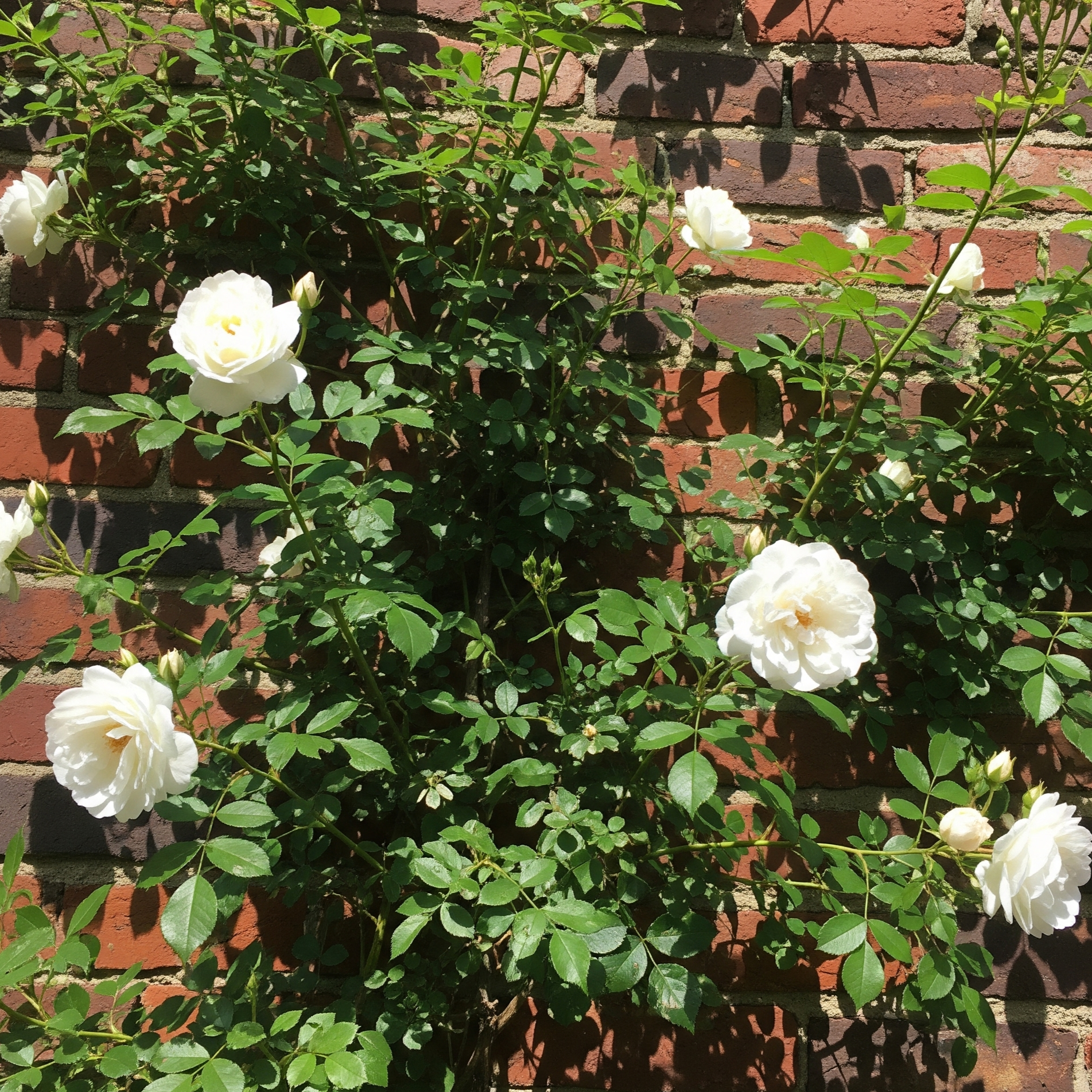 rose_rampicanti_bianche
