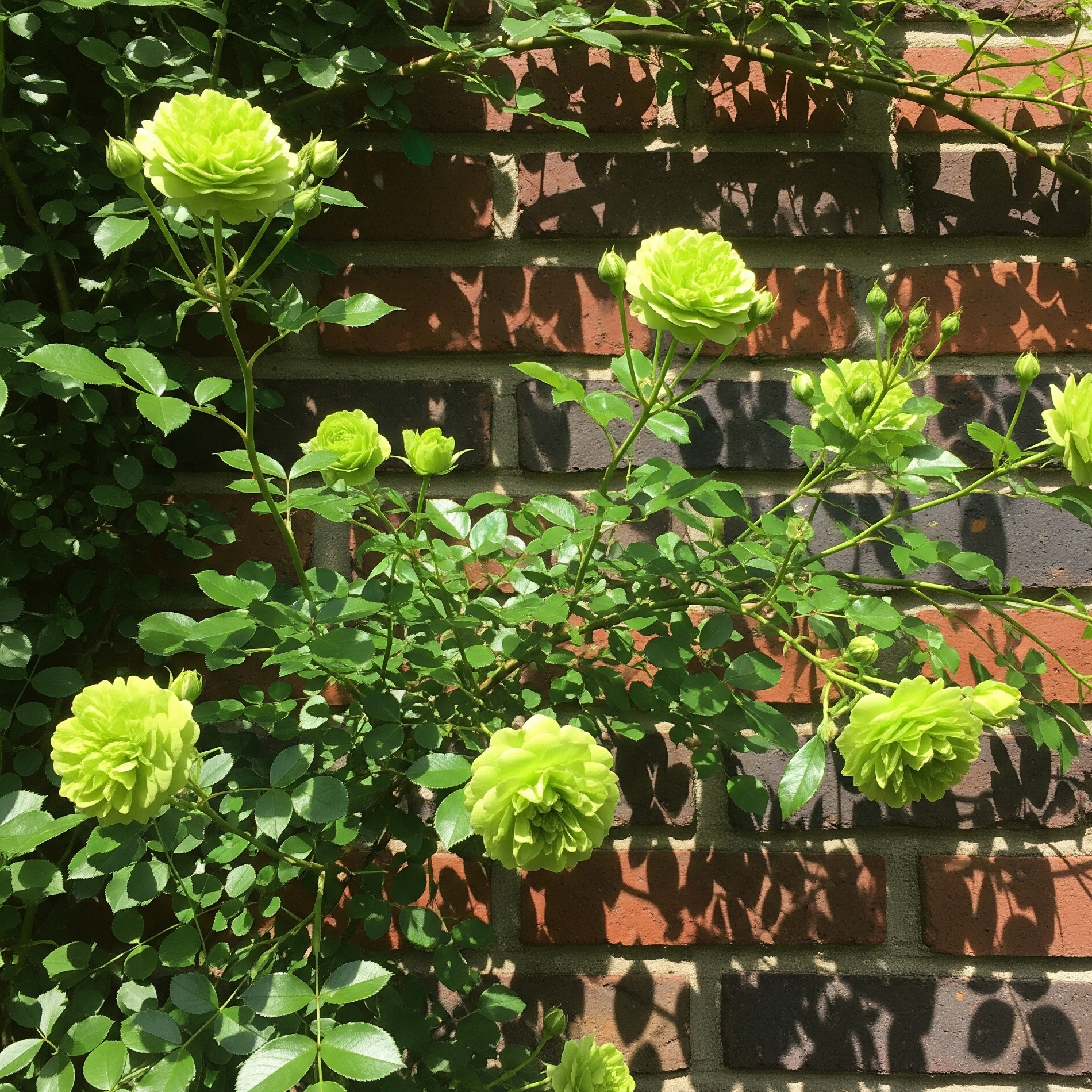 rose_rampicanti_verdi