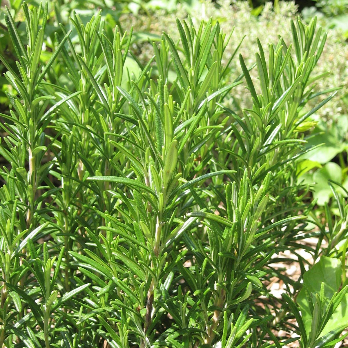 Rosmarino – 10 Semi, Aromatico, Carne, Giardino, Facile da Coltivare, Alta Germinabilità, Non-GMO