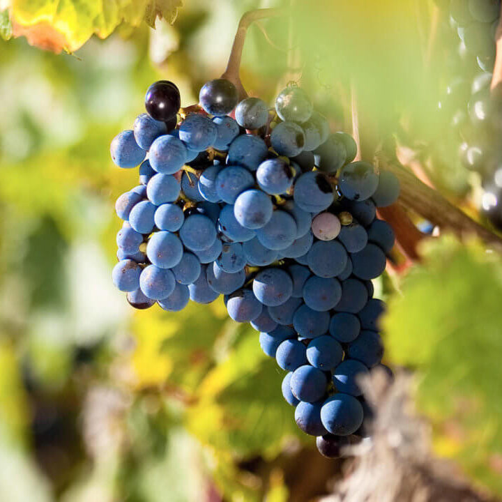Semi di Uva Barbera - 10 semi - Semi per Vino Rosso del Piemonte, Sementi per Vite ad Alta Resa, Non OGM per Orto e Giardino