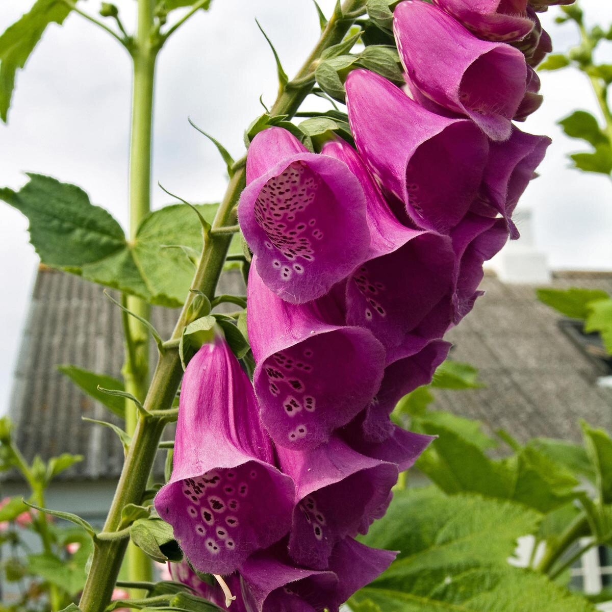 Digitale Purpurea – 10 Semi, Fiori a Campana, Bosco, Ombra, Facile da Coltivare, Alta Germinabilità, Non-GMO