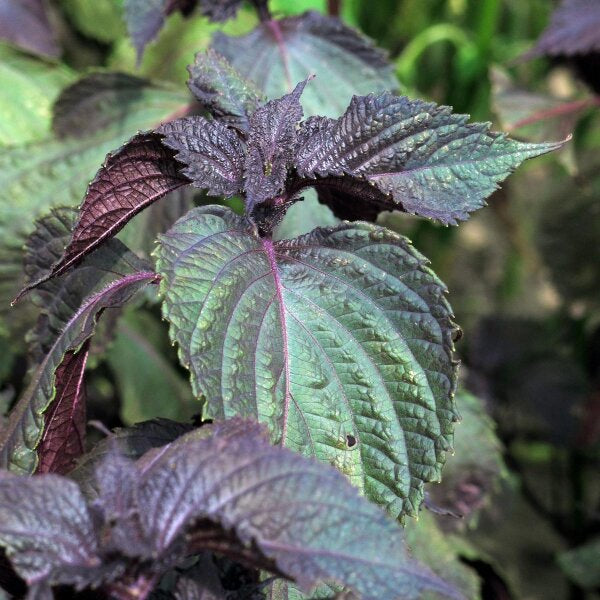 Shiso (Perilla) – 10 Seeds, Japanese Basil, Complex and Citrusy Aroma, Elegant, Easy to Grow, High Germinability, Non-GMO