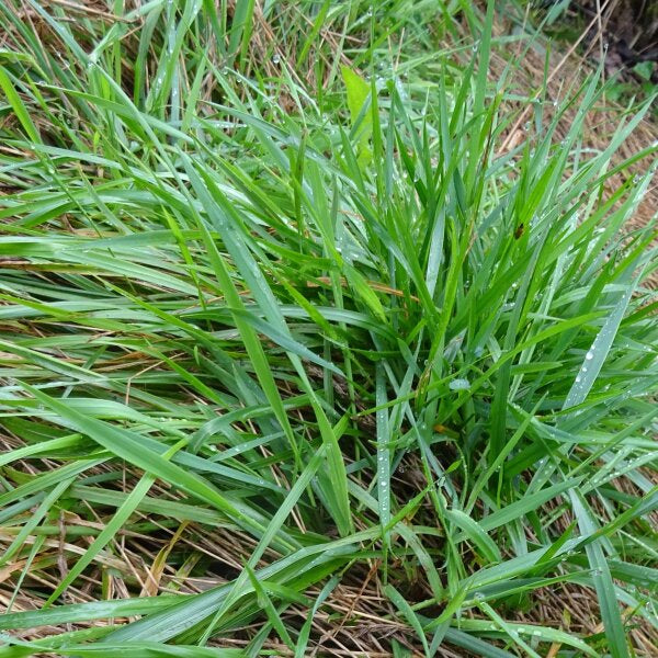 Paleo Odoroso – 30 Semi, Verde, Profumo di Fieno, Pascolo, Facile da Coltivare, Alta Germinabilità, Non-GMO
