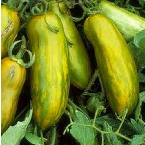 Long Green Zebra Tomato / Green Zebra – 50 Seeds – Striped Color, Green, Sweet Flavor, Rare, Decorative
