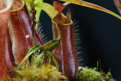 Nepenthes Gracilis Pianta Carnivora – 10 Semi – Pianta Carnivora, Urne Sottili, Rara, Ideale per Terrari