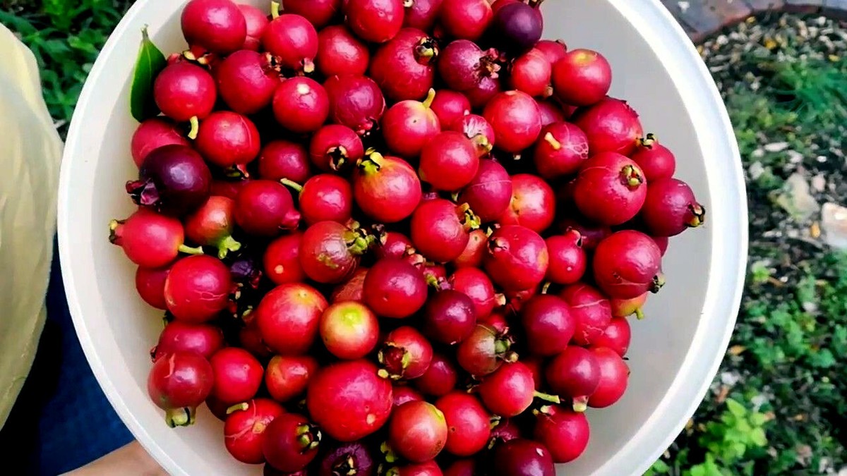 Guava Fragola – 10 Semi, Frutti Rossi, Resistente al Freddo, Ornamentale, Facile da Coltivare, Alta Germinabilità, Non-GMO
