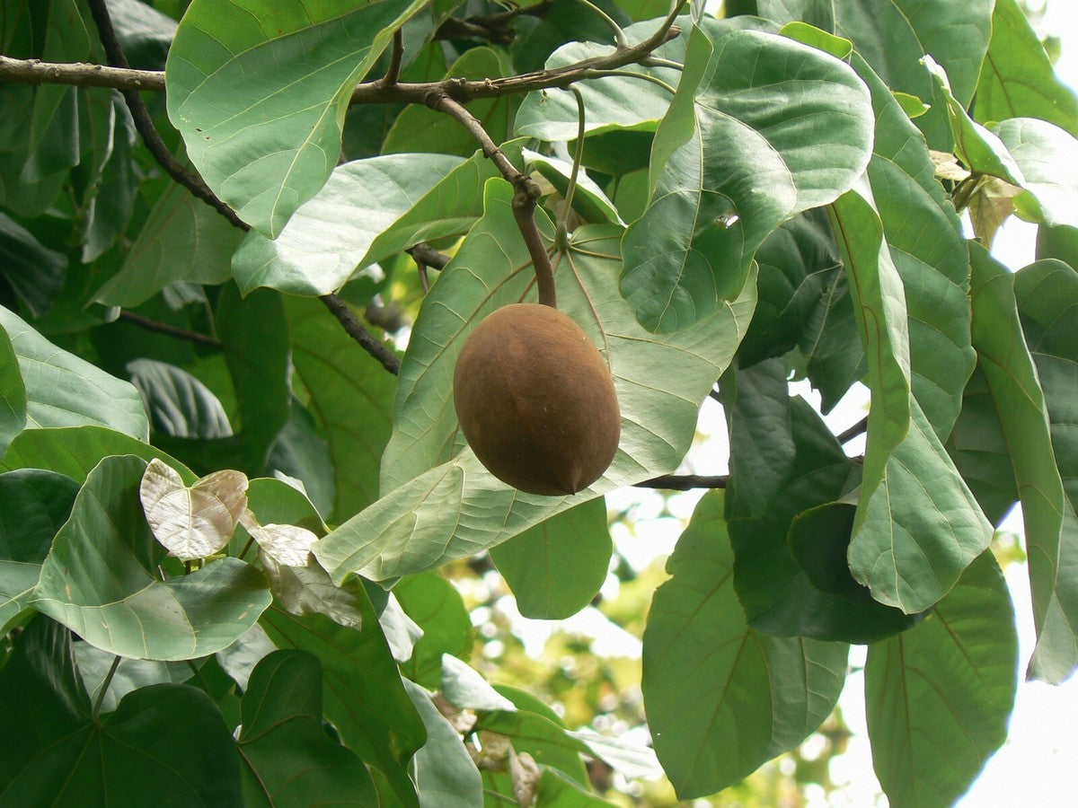 Pterygota Alata – 7 Semi – Buddha's Coconut, Albero Grande, Frutti Curiosi, Tropicale, Raro