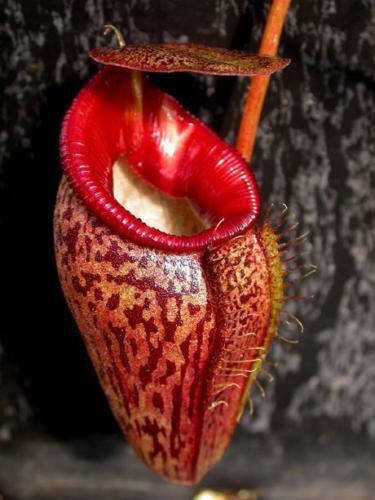 Nepenthes Talangensis – 5 Seeds – Exotic Carnivorous Plant, Rare, Ideal for Collectors
