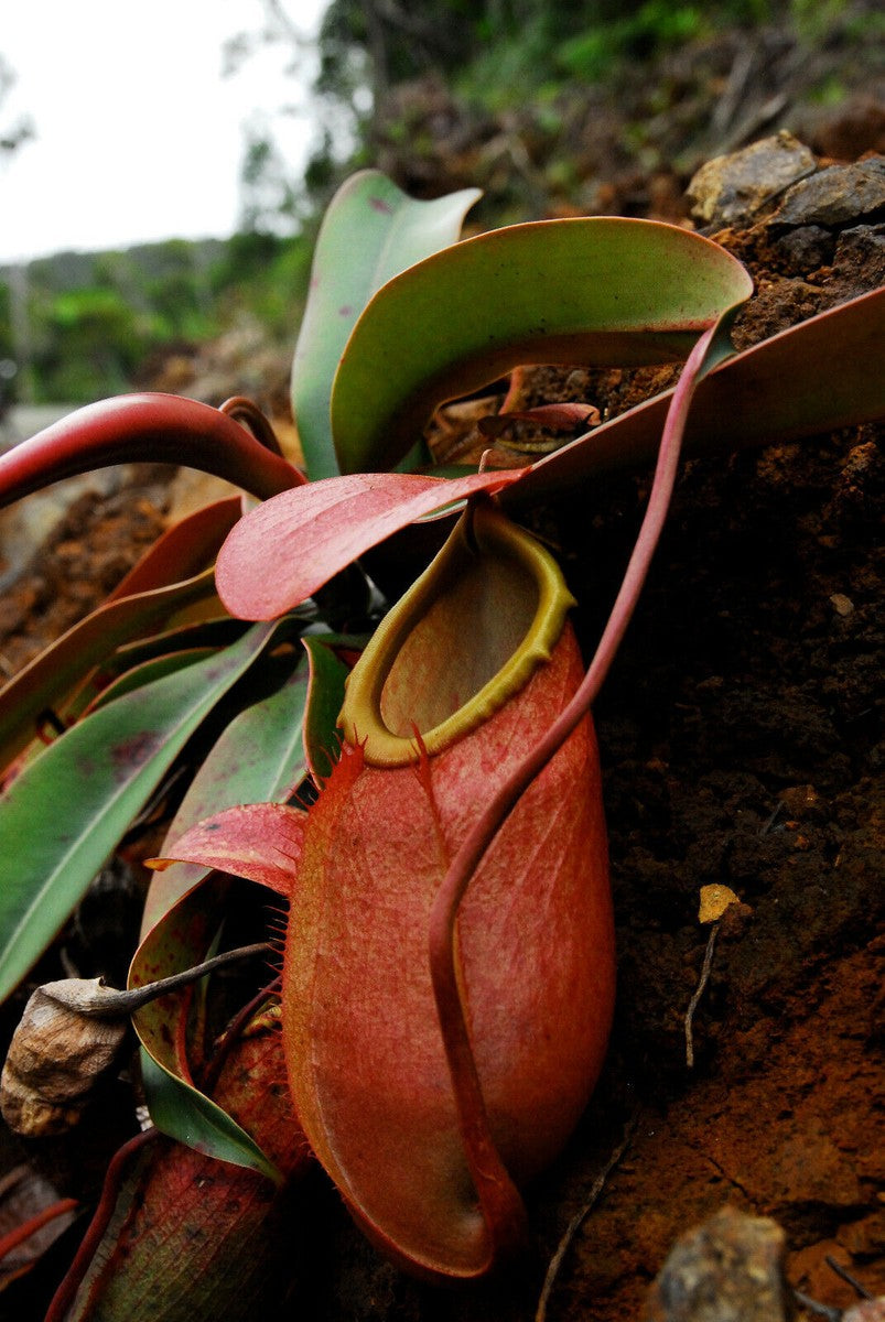 Nepenthes Merrilliana – 10 Seeds – Carnivorous Plant, Large Urns, Rare, Ideal for Collectors