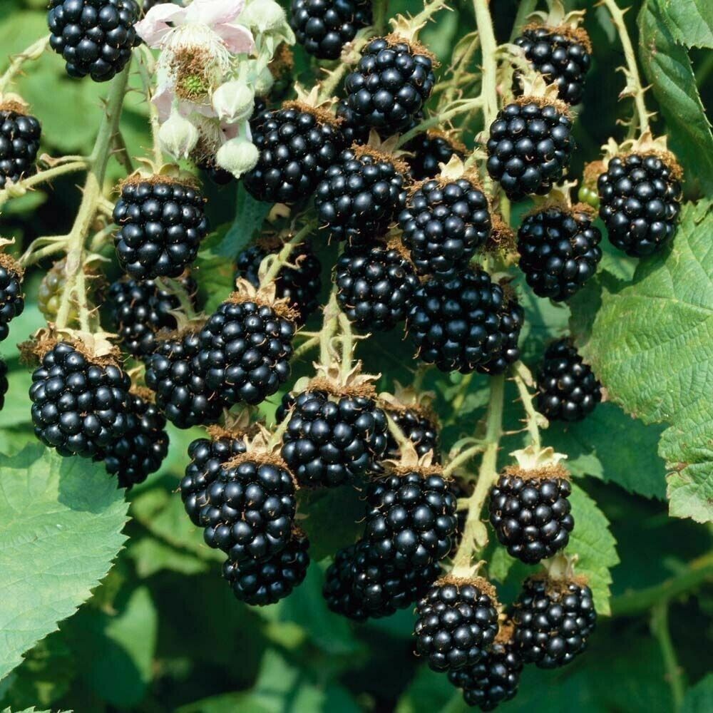 Mora Selvatica di Sardegna (Rubus Fruticosus) – 50 Semi – Frutti Dolci, Spontanea, Resistente