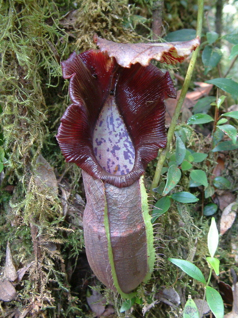 Nepenthes Naga – 10 Seeds – Tropical Carnivorous Plant, Decorative Urns, Ideal for Terrariums, Rare