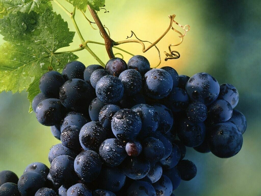 Uva Fragola Vitis Labrusca – 10 Semi, Aroma Tipico, Resistente, Pergole, Facile da Coltivare, Alta Germinabilità, Non-GMO